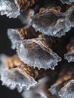 close up of ice crystals on a pine cone photo