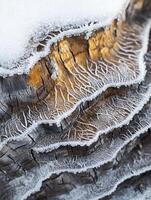 frost on a tree trunk in the winter photo