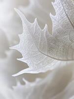 Delicate White Leaf with Intricate Veins, Captured in Soft Focus, Perfect for Nature, Abstract, and Minimalism Themes in Fine Art Photography photo