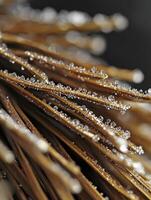 Close-Up of Dew Drops on Pine Needles Showcasing Intricate Details of Nature's Beauty in a Warm Toned Background with Soft Bokeh Effects photo