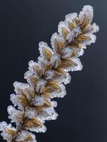 Close-up of Frost-Covered Fern Fronds with Intricate Ice Crystals on a Dark Background Showcasing Nature's Winter Beauty and Delicate Structures photo