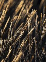 Sparkling Frost on Fine Grass Blades Illuminated by Morning Light in Nature's Winter Landscape Capturing Beauty and Intricacy of Cold Seasons photo