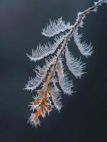 Delicate Frost-covered Branch with Intricate Ice Crystals Captured Against a Soft Dark Background, Showcasing Nature's Winter Elegance and Beauty photo