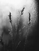 Delicate Silhouettes of Grass Against a Frosted Background Capturing the Essence of a Cold Winter Morning in Monochrome Shades of White and Black photo