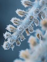Close-Up View of Intricate Frost Patterns on a Branch, Showcasing Nature's Artistic Creations in Beautiful Ice Details and Delicate Textures photo