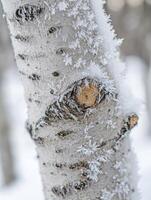 Frost-covered Birch Tree Trunk in a Winter Forest Highlighting Intricate Patterns and Textures of Nature's Beauty in a Serene Landscape Scene photo