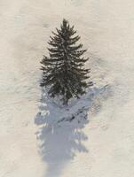 Aerial View of a Solitary Pine Tree Standing on a Snow-Covered Ground in Winter with Long Shadows Cast by the Sunlight Illuminating the Scene photo