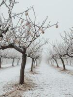 Frosty Orchard in Winter with Trees Displaying Pinkish Fruits and Snow-Covered Ground, Creating a Serene and Ethereal Landscape photo