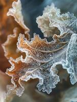Intricate Close-up of Frosted Leaves Displaying Beautiful Patterns and Textures, Highlighting the Unique Details of Nature's Winter Wonderland photo