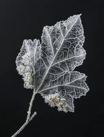 Delicate Frosted Leaf on Black Background Showcasing Intricate Patterns of Ice Crystals and Natural Beauty of Winter in a Minimalistic Style photo