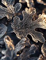 Frosted Leaves Shimmering in Soft Light, Captivating the Beauty of natures Winter Coating, Highlighting Intricate Patterns and Textures of natures Artwork photo