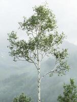 Majestic solitary tree standing tall against a misty mountainous background, showcasing natural beauty and tranquility in a serene forest environment. photo