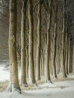 Serene Winter Landscape Featuring Bare Trees Aligned Along Snowy Pathway Created by Nature's Elements in a Tranquil Setting During the Cold Season photo