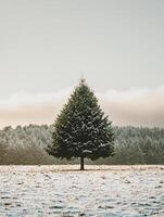 Snow-Covered Evergreen Tree Standing Alone in a Winter Landscape with Soft Clouds in the Background and a Frosty Meadow in the Foreground photo