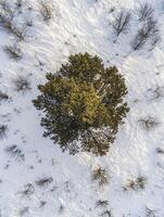 Aerial View of a Lone Evergreen Tree Surrounded by White Snow on a Winter Landscape, Capturing the Tranquility of Nature in a Serene Environment photo