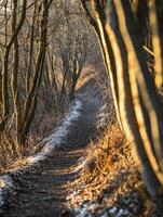 Serene Pathway Through Tranquil Forest with Soft Morning Light Illuminating the Trees and Ground, Inviting Exploration and Reflection in Nature's Embrace photo