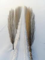 Serene Snow-Covered Pathway Flanked by Tall Trees in Misty Winter Landscape, Capturing the Tranquility and Beauty of Nature's Frozen Wonderland photo