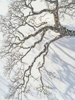 Aerial View of Leafless Tree Branches Stretching Across Snowy Landscape in Winter, Creating an Intricate Pattern Against White Background photo