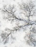 Aerial View of a Snow-Covered Tree with Intricate Branch Patterns Spreading Across the White Winter Landscape photo