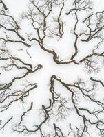 Aerial View of Snow-Covered Landscape Featuring Intricate Patterns of Leafless Trees Branches in Winter Season photo