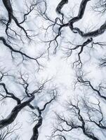 Aerial View of Winter Trees with Twisted Branches Against a Snowy Background, Capturing the Stark Beauty of Nature in a Serene, Ethereal Atmosphere photo