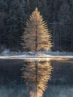 Serene Winter Landscape with Glowing Pine Tree Reflected in Still Water Surrounded by Frosted Forest and Snowy Ground, Creating a Tranquil Atmosphere photo
