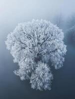 Breathtaking Aerial View of a Frost-Covered Tree in a Misty Landscape Showcasing Intricate Ice Patterns and Ethereal Atmosphere photo