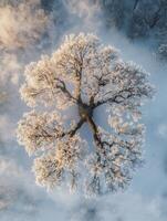 Frosted Tree with Stunning Patterns in Winter Landscape Captured from Above, Showcasing Nature's Beauty and Intricate Details in a Serene Environment photo