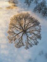Aerial View of a Striking Bare Tree Surrounded by Soft Snow and Mist, Capturing the Serenity of Nature in Winter Landscape photo