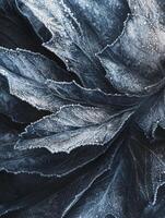 Intricate Close-Up of Frosted Leaves Showcasing Detailed Frost Patterns and Textures in Beautiful Blue Hues for Nature and Macro Photography Enthusiasts photo