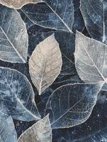 Frosted Leaves in Cool Tones Highlight Unique Texture and Patterns, Showcasing Nature's Intricate Beauty in a Captivating, Artistic Composition Perfect for Seasonal Designs photo