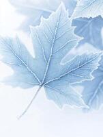 Beautiful Frosted Maple Leaf Against Soft Background, Capturing Nature's Intricate Details and Winter's Chilly Elegance in a Serene and Soothing Composition photo