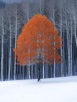 Striking Orange Leaf Tree in Winter Landscape Surrounded by Bare White Trunks of Aspen Trees Under Clear Blue Sky in a Serene Natural Environment photo