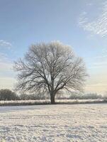 Beautiful Frost-Covered Tree in a Winter Landscape with Clear Blue Sky and Snowy Ground on a Crisp Cold Day photo