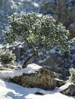 A tree with snow on it photo