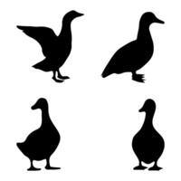 duck silhouettes Standing baby duck silhouette set. Flying and floating duck. illustration pond birds isolated on white background. Duckling vector