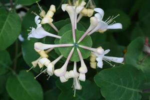 Japanese honeysuckle Lonicera caprifolium white flowers on green leafy background photo