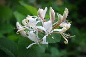 Japanese honeysuckle Lonicera caprifolium white flowers on green leafy background photo