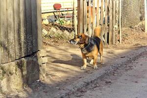 One brown small dog stands on a sidewalk and looks at something in the yard near wooden fence photo