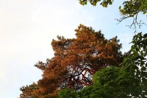 Sunset light on tree tops in autumn with visible orange leaves and green pines in front of it photo