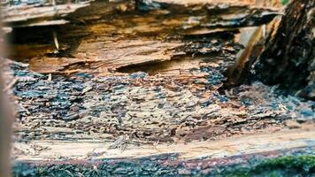 Texture inside a tree trunk, wood decay, full width backdrop photo