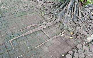 Spreading tree roots above ground with straight pattern between brick flooring isolated on horizontal outdoor environment background. photo