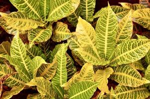 crotones texturizado vistoso amarillo y verde botánico planta hojas aislado en horizontal lleno marco antecedentes. foto