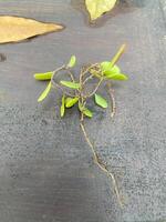 A plant with roots on a table photo
