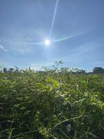 A field of green plants with the sun shining in the background photo