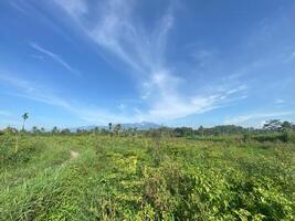 A field with tall grass and a blue sky photo