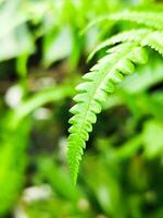 A fern leaf in the forest photo