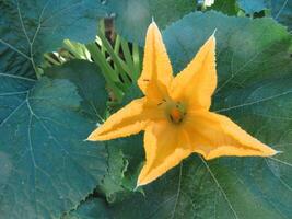Ants Crawling in a Yellow Zucchini Flower photo