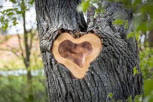 Tree trunks heart shaped carving contrasts with dark bark, softly lit photo