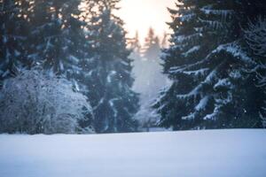 Snow covered trees glow softly under falling snowflakes and ethereal light photo